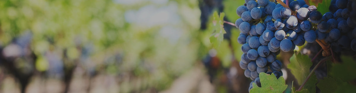 Florezca con la comida: el enfoque médico del agua y el vino